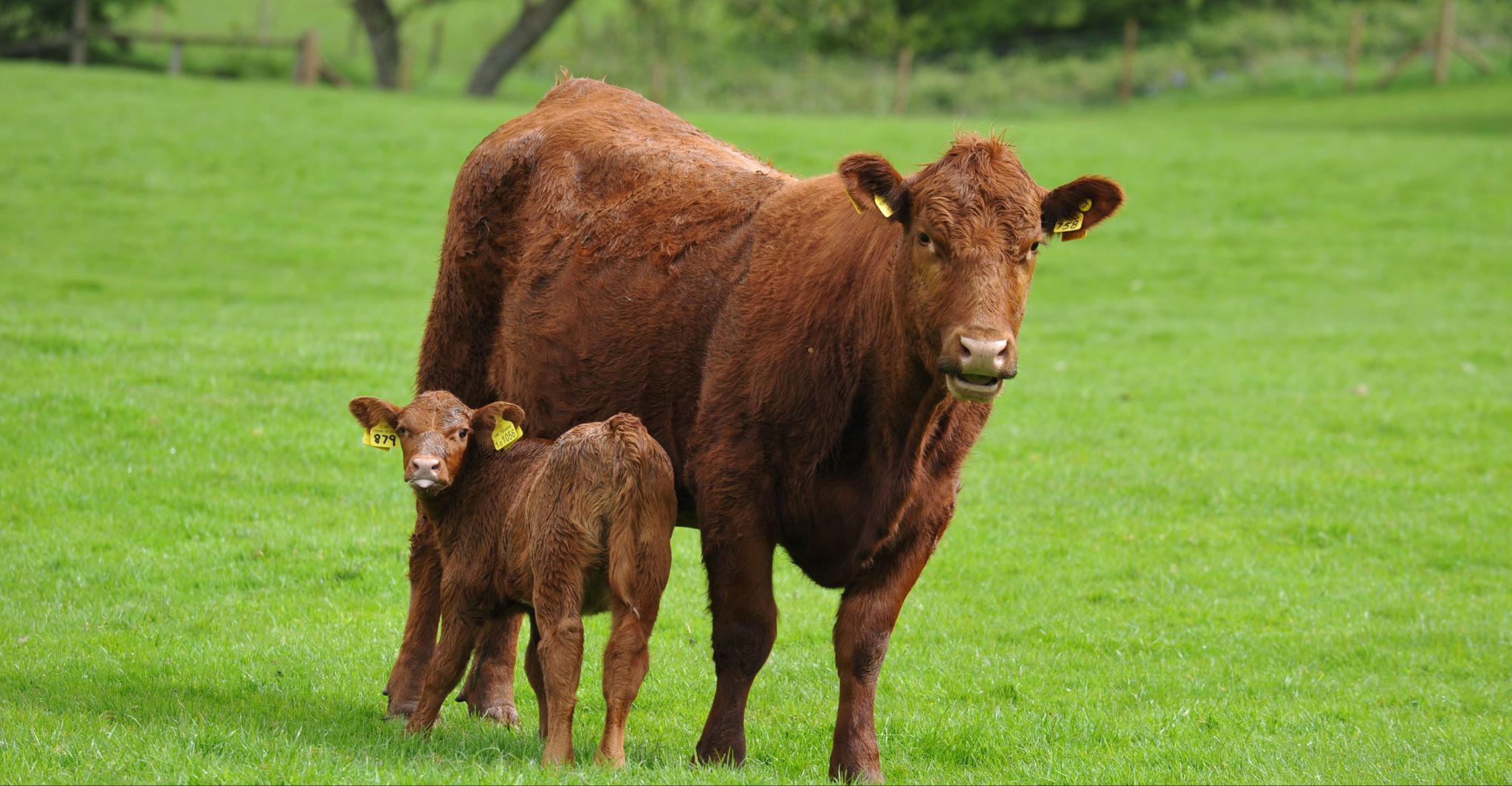 Mentera stepping up to tackle lameness in beef cattle